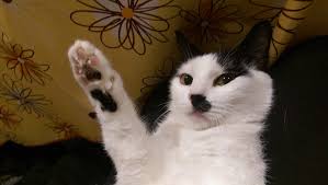 Image result for kitler