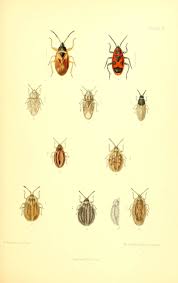 Attēlu rezultāti vaicājumam “Acalypta carinata”