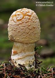 Attēlu rezultāti vaicājumam “Amanita regalis”
