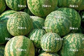 Attēlu rezultāti vaicājumam “Citrullus lanatus”