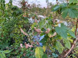 Attēlu rezultāti vaicājumam “Fallopia dumetorum”