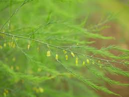 Attēlu rezultāti vaicājumam “Asparagus officinalis leaf”