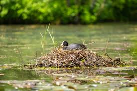 Attēlu rezultāti vaicājumam “Fulica atra eggs”