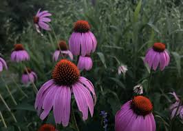 Attēlu rezultāti vaicājumam “Echinacea purpurea”