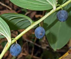 Attēlu rezultāti vaicājumam “Polygonatum odoratum fruit”