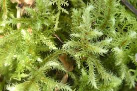 Attēlu rezultāti vaicājumam “Rhytidiadelphus”