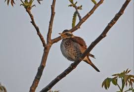 Image result for Turdus eunomus