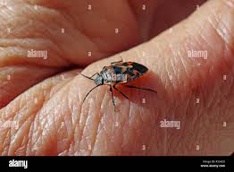 Attēlu rezultāti vaicājumam “Eurydema dominulus imago”