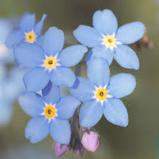 Attēlu rezultāti vaicājumam “Myosotis”