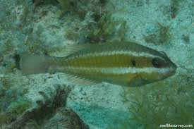 Image result for Sparisoma axillare
