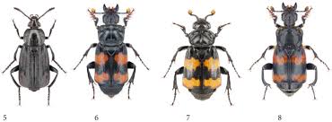 Attēlu rezultāti vaicājumam “Necrodes littoralis”