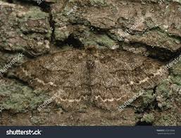 Attēlu rezultāti vaicājumam “Ectropis crepuscularia”