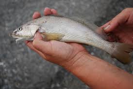 Image result for Menticirrhus littoralis