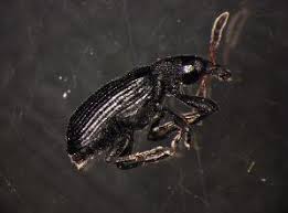 Attēlu rezultāti vaicājumam “Magdalis sp.”