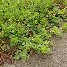 Attēlu rezultāti vaicājumam “Astragalus glycyphyllos”
