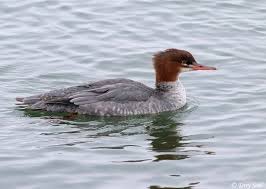 Attēlu rezultāti vaicājumam “Mergus merganser female”