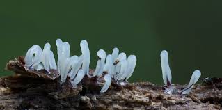 Attēlu rezultāti vaicājumam “Stemonitopsis typhina”