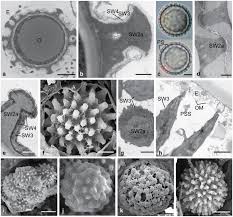 Attēlu rezultāti vaicājumam “Pachyphloeus melanoxanthus”