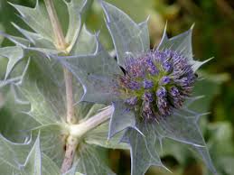 Attēlu rezultāti vaicājumam “Eryngium maritimum leaf”