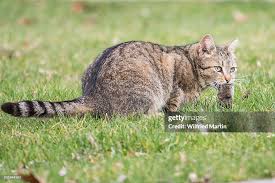 Attēlu rezultāti vaicājumam “Felis silvestris catus”