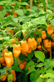 Afbeeldingsresultaat voor peach habanero hot pepper