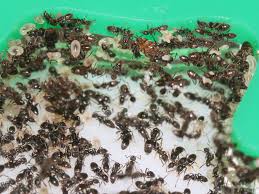 Attēlu rezultāti vaicājumam “Dianema nivale sessile”