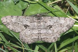 Attēlu rezultāti vaicājumam “Hypomecis roboraria”