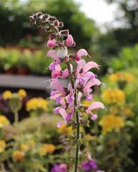 Image result for Salvia pratensis `Rose Rhapsody