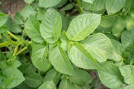 Attēlu rezultāti vaicājumam “Solanum tuberosum leaf”