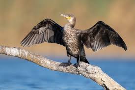 Image result for Phalacrocorax carbo