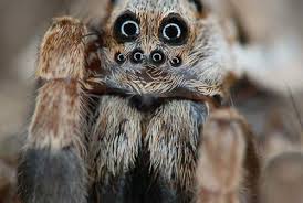 Attēlu rezultāti vaicājumam “Lycosidae”