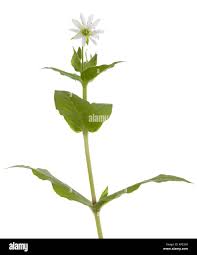 Attēlu rezultāti vaicājumam “Myosoton aquaticum”