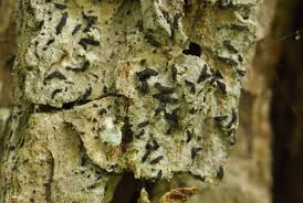 Attēlu rezultāti vaicājumam “Alyxoria varia”