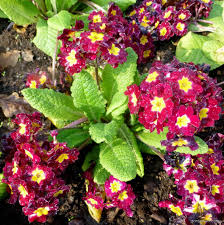 Attēlu rezultāti vaicājumam “Primula x polyantha”