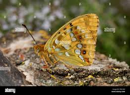 Attēlu rezultāti vaicājumam “Argynnis adippe”