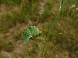 Attēlu rezultāti vaicājumam “Campanula rotundifolia leaf”