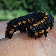 Attēlu rezultāti vaicājumam “Cucullia lucifuga larva”