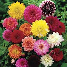 Image result for Dahlia hybrid.
