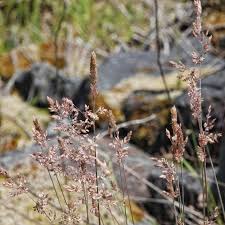 Attēlu rezultāti vaicājumam “Holcus lanatus”