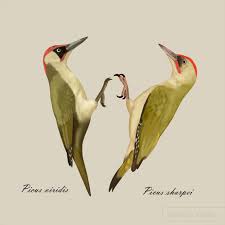 Attēlu rezultāti vaicājumam “Picus viridis”