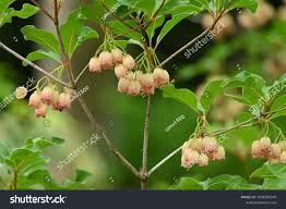 Attēlu rezultāti vaicājumam “Enkianthus campanulatus flower”