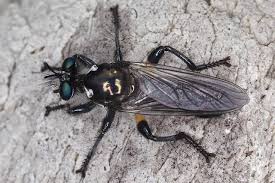 Attēlu rezultāti vaicājumam “Brachycera”