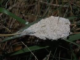 Attēlu rezultāti vaicājumam “Fuligo cinerea”