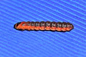 Attēlu rezultāti vaicājumam “Cossus cossus larva”