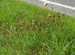 Attēlu rezultāti vaicājumam “Luzula campestris”