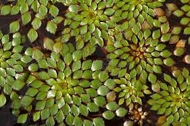 Attēlu rezultāti vaicājumam “Trapaceae”