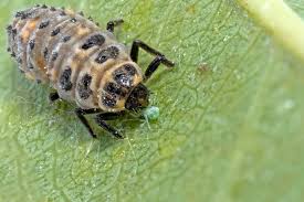 Attēlu rezultāti vaicājumam “Adalia bipunctata larva”