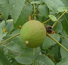 Attēlu rezultāti vaicājumam “Juncus capitatus fruit”