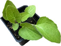 Attēlu rezultāti vaicājumam “Arctium lappa”