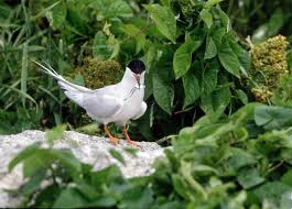 Image result for Sterna dougallii